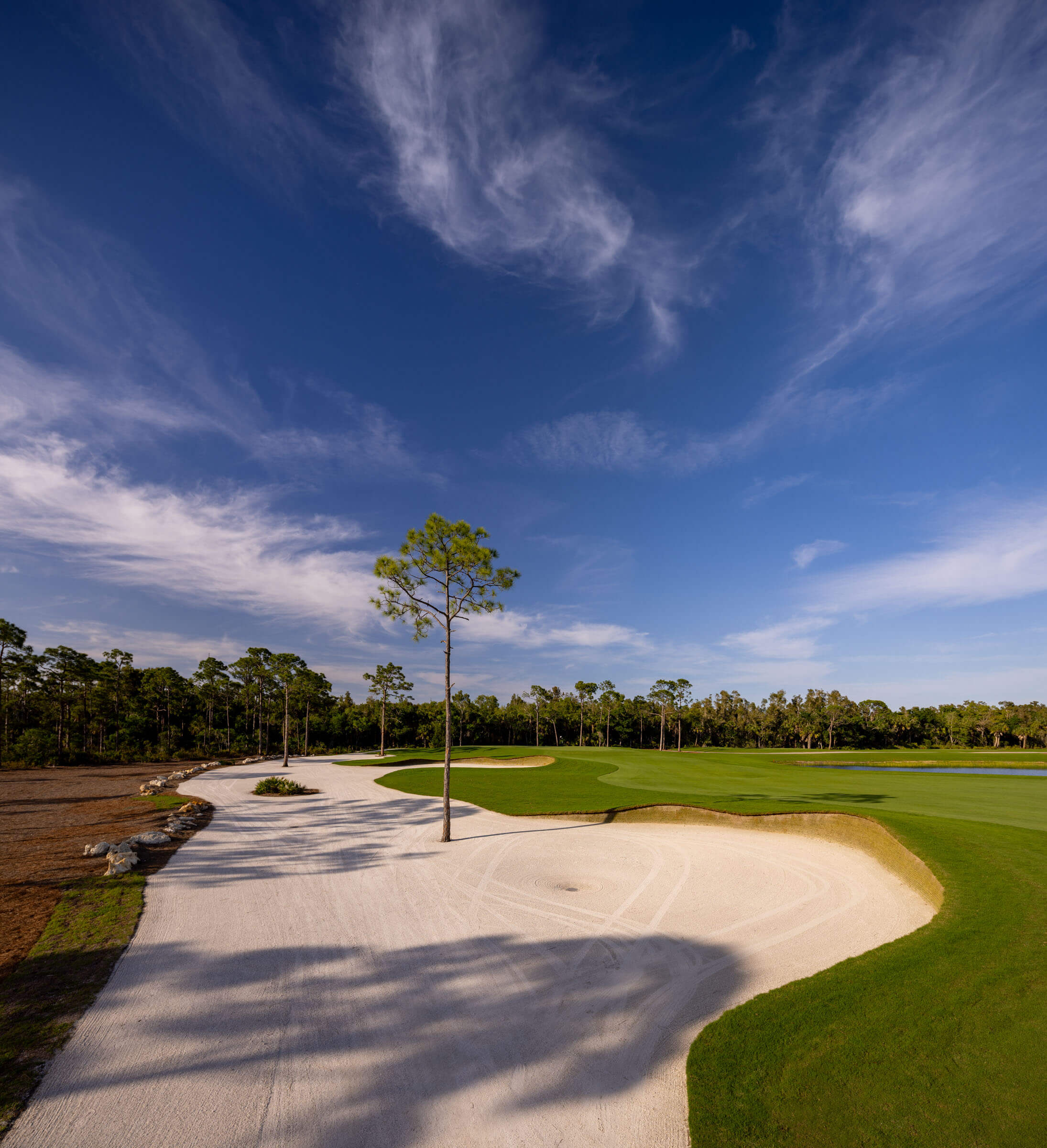 A solitary tree stands beside a sand bunker on a golf course, with a vivid blue sky and sweeping clouds above.